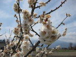 Ume (Japanese plum) Blossoms